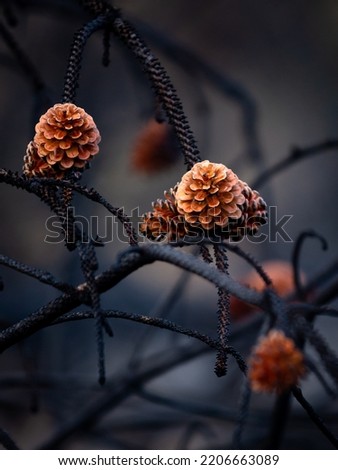 Closu up of  pine cones after big summer wildfires in Karst region in Slovenia Royalty-Free Stock Photo #2206663089