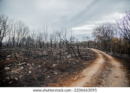 Burnt trees and plants after big summer wildfires in Karst region in Slovenia in summer 2022 Royalty-Free Stock Photo #2206663095