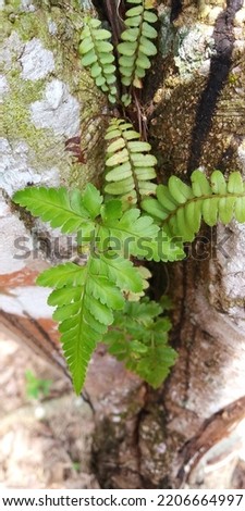 Daun Pakis or A fern is a member of a group of vascular plants (plants with xylem and phloem) that reproduce via spores and have neither seeds nor flowers Royalty-Free Stock Photo #2206664997