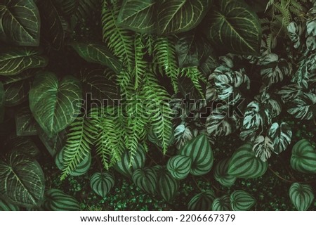 A group of green leaves of various varieties, dark tones. Tropical pine forest background or pattern with green leaves. Royalty-Free Stock Photo #2206667379