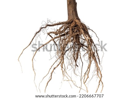 Root. Tree root. Tree stump. Roots of tree isolated on white background. Royalty-Free Stock Photo #2206667707