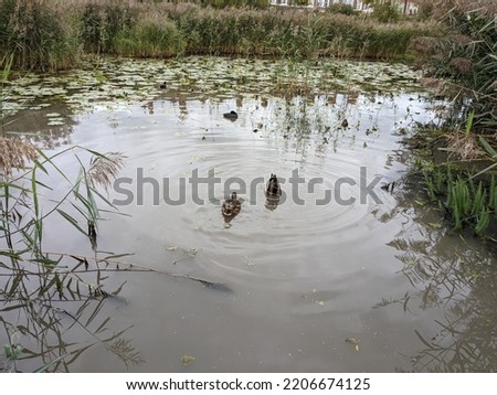 A pond framed by green growth. Two ducks swim, creating ripples