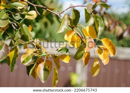 Yellowed autumn leaves on a pear tree
