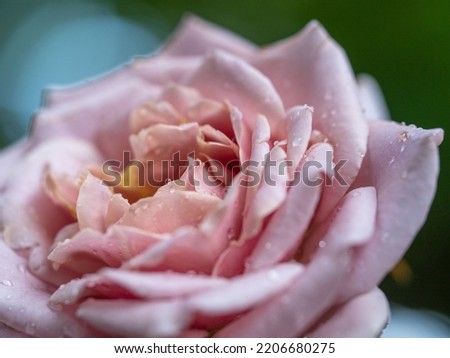 Shape and colors of Koko Loco roses that blooming
 Royalty-Free Stock Photo #2206680275