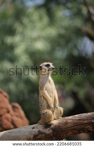a meerkat sits on a branch and checks out the sky for enemies. Potrait format image