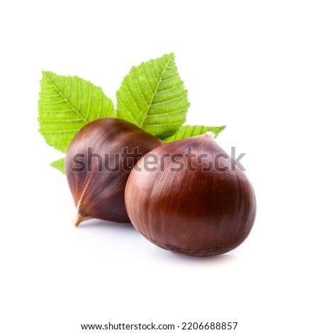 Chestnut with leaves close up on white backgrounds. Royalty-Free Stock Photo #2206688857