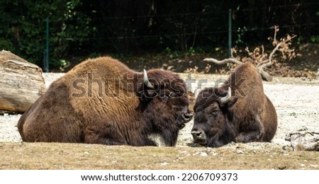 The American bison or simply bison, also commonly known as the American buffalo or simply buffalo, is a North American species of bison that once roamed North America in vast herds. Royalty-Free Stock Photo #2206709373