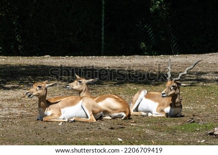 Indian Blackbuck, Antelope cervicapra or Indian antelope. The blackbuck inhabits grassy plains and slightly forested areas. Fast animals, the blackbuck can run at as high as 80 kilometers per hours. Royalty-Free Stock Photo #2206709419
