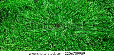 Lush green grass growing long on a lawn or yard growth health with sprinkler shape