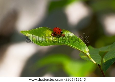predatory seven-spotted ladybug attacking the young earwig on green leaf