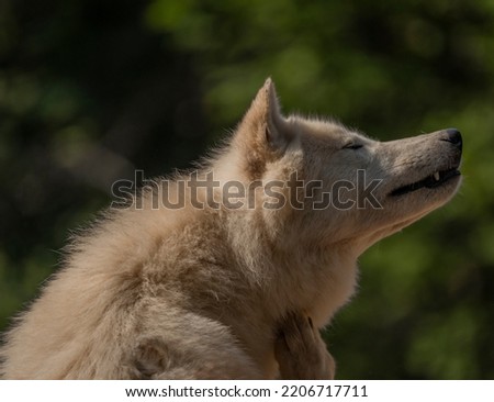 Canis white wolf in summer sunny fresth blue sky day
