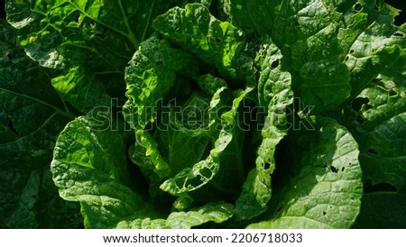cabbage plants that planted on the plantation on winter sesion, the leaves are green and look fresh - organic vegetable plantation
