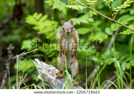 A closeup of a squirrel looking at the camera at St  Albert-Grey Nuns Spruce Woodlot, Canada