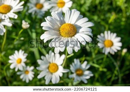 Wild daisy flowers growing on meadow, white chamomiles on green grass background. Oxeye daisy, Leucanthemum vulgare, Daisies, Dox-eye, Common daisy, Dog daisy, Gardening concept. Royalty-Free Stock Photo #2206724121