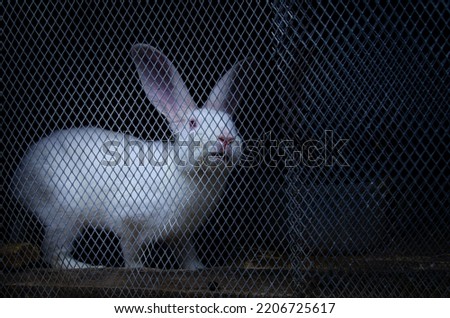 A white cute rabbit in a rabbit hutch enclosure at the farm