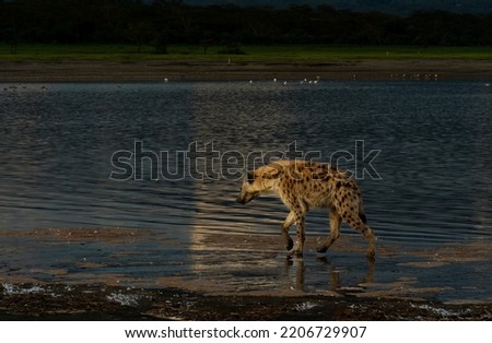                   Hyena hunting flamingoes, Kenya, Africa             