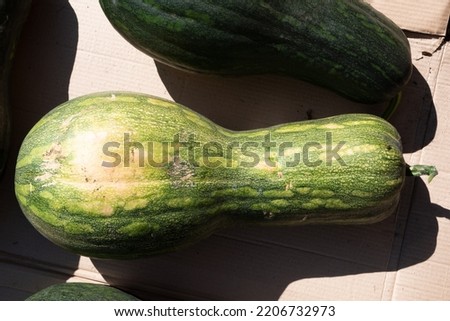 Harvest of zucchini and pumpkin. Beautiful large and small mature zucchini and pumpkins of various shapes and colors. Autumn, environmentally friendly product.