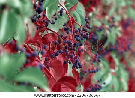 Natural background of autumn garden vine toned in trendy colors of lush red and emerald green for decorative design. Gardening concept. Close-up.