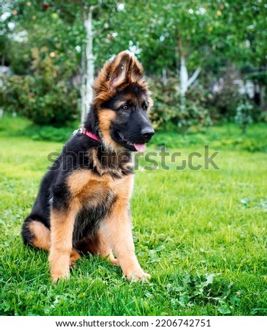 German shepherd sitting on green grass on a blurred background of the yard. The puppies are 3 months old. The photo is blurry. High quality photo