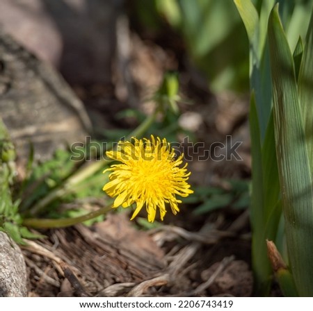 Yellow flower on a background of green spring grass. The first signs of spring. Close-up of a dandelion.