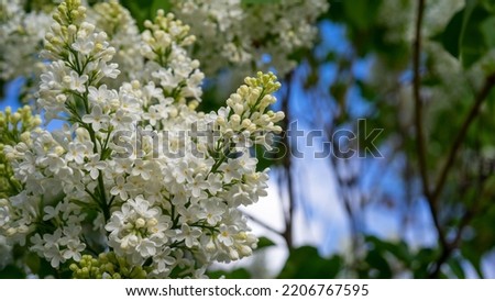 White lilac or syringa grows on bush against background of leaves and blue sky close-up. Flowering woody plant. Royalty-Free Stock Photo #2206767595
