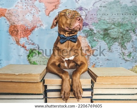 Lovable, adorable puppy and vintage books. Close-up, isolated background. Studio shot, day light. Concept of care, education, obedience training and raising of pets