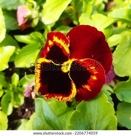 Red and yellow garden pansy flowers ( latin Viola tricolor var. hortensis ) is a type of large-flowered hybrid plant cultivated as a garden flower. Family Violaceae, genus Viola. 