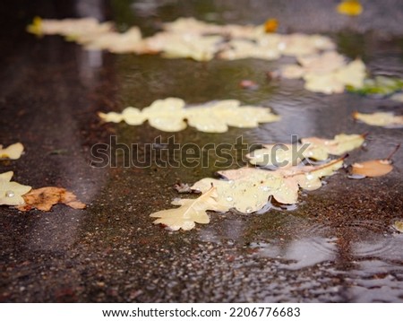 oak leaves on wet asphalt. Dry yellow leaves blur an oak leaf on a wet road