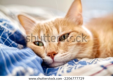 Tabby breed, beautiful but sick and unhappy cat Royalty-Free Stock Photo #2206777729