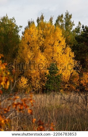 Autumn mixed vertical forest. Red yellow-orange natural background. Autumn landscape in October. Golden deciduous trees and green Christmas trees. The concept of warm autumn, the beauty of the forest