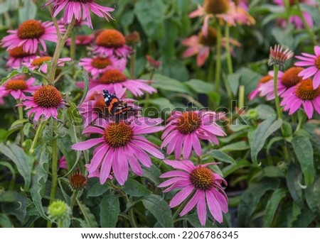 Showy flowers Echinacea purpurea. Flowers for gardens, parks, balconies terraces Royalty-Free Stock Photo #2206786345