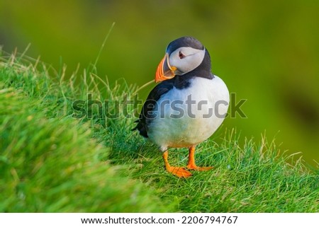 Puffins are any of three species of small alcids (auks) in the bird genus Fratercula. These are pelagic seabirds that feed primarily by diving in the water. Royalty-Free Stock Photo #2206794767