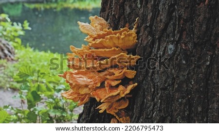 Old Park Tree Infested with Laetiporus Sulphureus Crab-of-The-Woods Bracket Fungus Parasite Growing on Bark Side Royalty-Free Stock Photo #2206795473