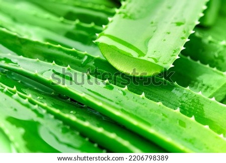 Aloe vera leaves close up view. It is a succulent herbaceous plant. Widely used in medicine and cosmetics. Macro photography. 