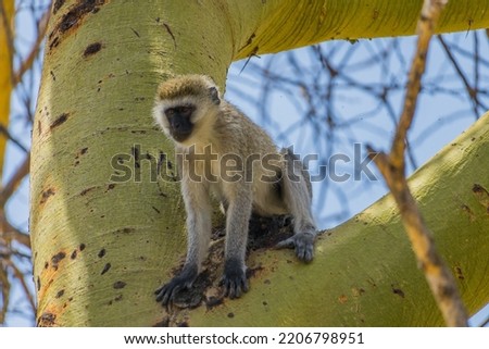Wild monkey sitting on a tree