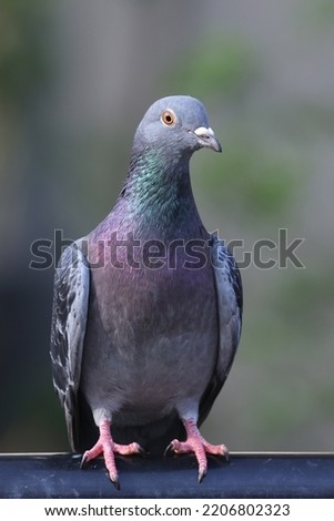 The homing pigeon, also called the mail pigeon or messenger pigeon