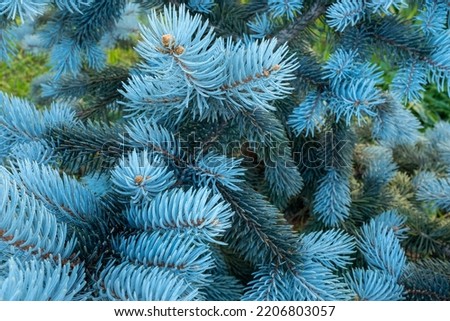 Pine branches with young light blue needles, close-up. Natural background from young pine for a poster, calendar, post, screensaver, wallpaper, postcard, banner, cover, website. High quality photo