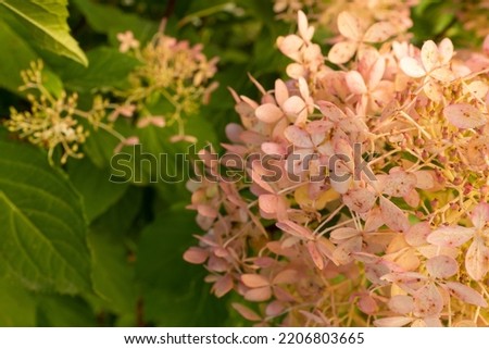Blooming buds hydrangea paniculata, close-up. Pink and white flowers of panicled hydrangea in the garden for publication, poster, screensaver, wallpaper, postcard, banner, cover, post