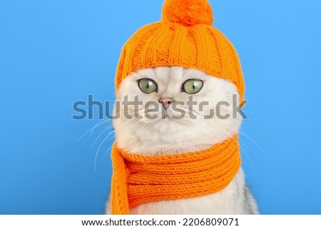 close up of a funny white cat, sitting in an orange knitted hat and scarf, on a blue background