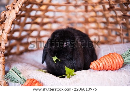 Holland Lop Baby Bunnies Easter Royalty-Free Stock Photo #2206813975