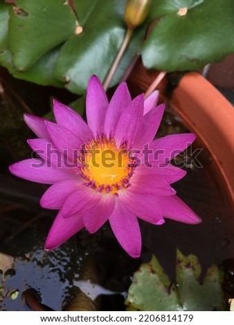 Lotus flower bringing a peaceful mind