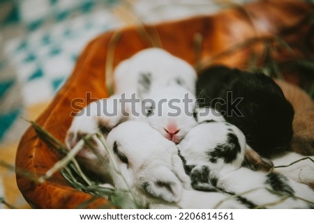 Baby Mini Rex Mixed Bunnies Easter