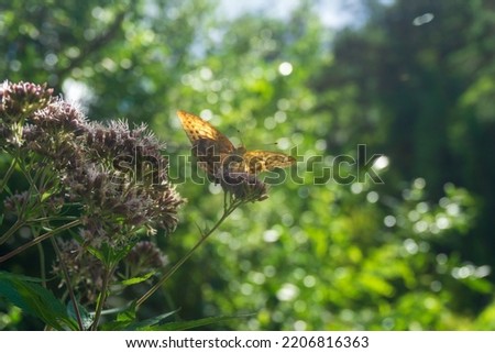 Beautiful silver-washed fritillary butterfly on flower from below. Picture of argynnis paphia pollinating wildflowers