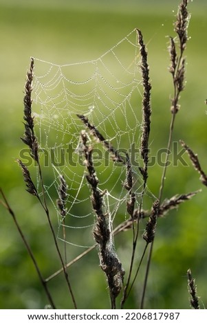 Close up of a spider web attached between grasses. Drops of dew sit on the net. The background is green. The light shines from behind.