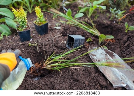 Planting pennisetum black beauty into soil. Gardener plants ornamental fountain grass in ground in fall garden. Royalty-Free Stock Photo #2206818483