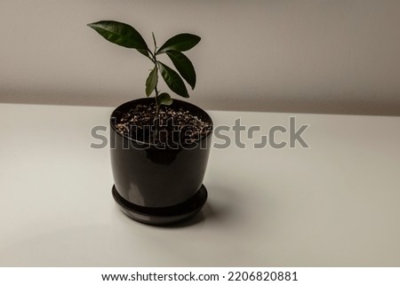 Indoor tree leaves decoration reflex on the gray color wall as minimal style interior. Plants on the table in the living room.