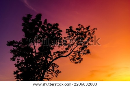 Beautiful natural landscape with blue purple and golden orange sky at sunset and tree silhouettes. Beautiful nature background at sunrise