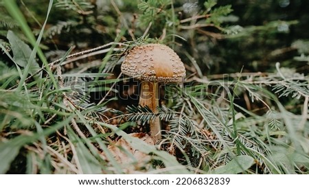 Single toxic and hallucinogen panther fly agaric with grey cap stands in forest. Wild poisonous mushroom on natural bright autumn background. Harvest fungi concept. Toadstool fungus. . High quality