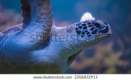 Close-up of chelonia mydas - green sea turtle in its habitat underwater. Beautiful exotic tropical animal. High quality photo
