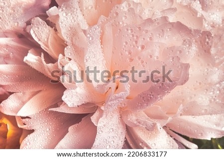 Abstract background with flowers. Gentle pink background from peony petals. Peony flower close-up. Natural flower background.